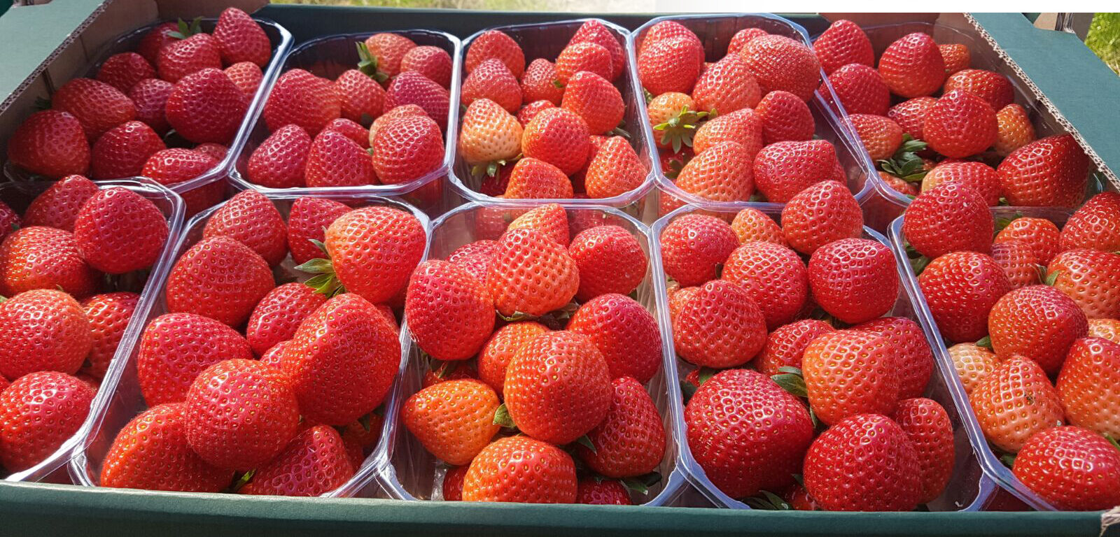 Strawberry frukt - bästa pris